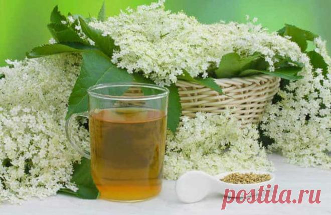 Бузина для зрения ценна! Три рецепта с цветом бузины для восстановления зрения и от усталости глаз