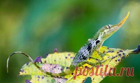 Группа исследователей обнаружила в Эквадоре уникальную ящерицу Пиноккио