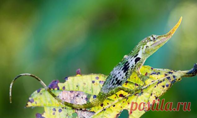 Группа исследователей обнаружила в Эквадоре уникальную ящерицу Пиноккио