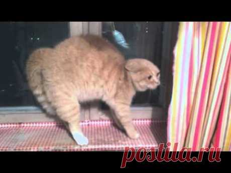 Довела кота до инфаркта / How to scare a cat