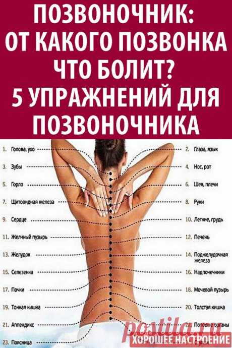 Позвоночник: от какого позвонка что болит? 5 упражнений для позвоночника