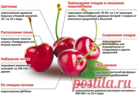 Цветоводы 

Уход за вишней