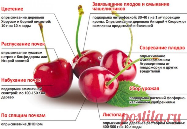 Цветоводы 

Уход за вишней