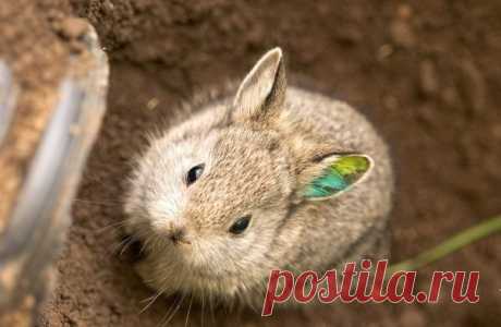 Умилительные зверята - Вдохновение / Surfingbird - мы делаем интернет лучше