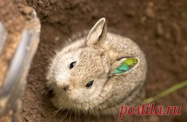 Умилительные зверята - Вдохновение / Surfingbird - мы делаем интернет лучше