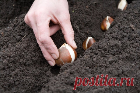 🌱КОГДА НЕЛЬЗЯ САЖАТЬ и СЕЯТЬ.