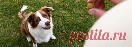 Как дрессировать собаку