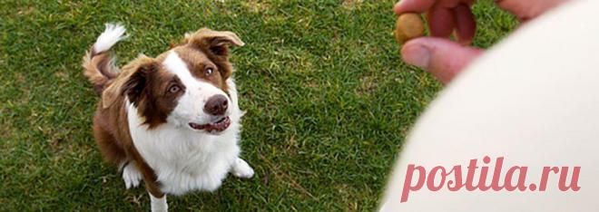 Как дрессировать собаку