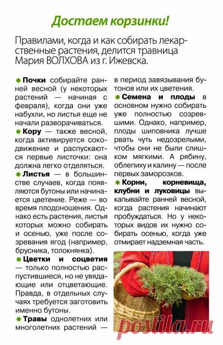 Правила сбора лекарственных растений