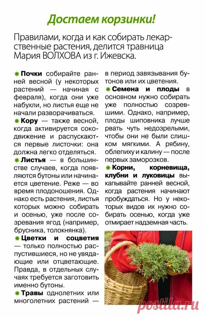 Правила сбора лекарственных растений