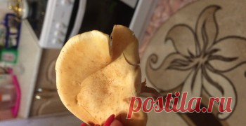 Энциклопедия грибов ГрибоВики.ру | Сообщество грибников и большой справочник грибов с фотографиями