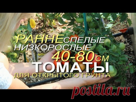 СЕМЬ РАННЕСПЕЛЫХ НИЗКОРОСЛЫХ ТОМАТОВ для открытого грунта! Советы от ЗЕЛЕНОГО ОГОРОДА!