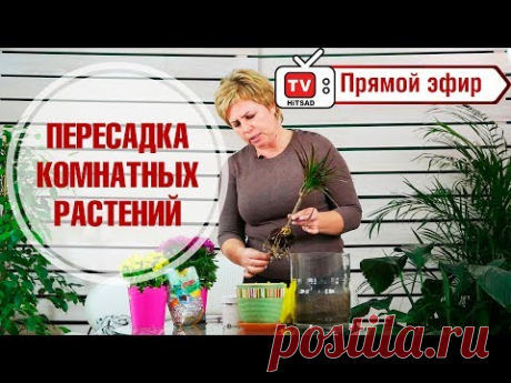 Пересадка комнатных растений в прямом эфире 🌺 Драцена 🌺 Мастер класс