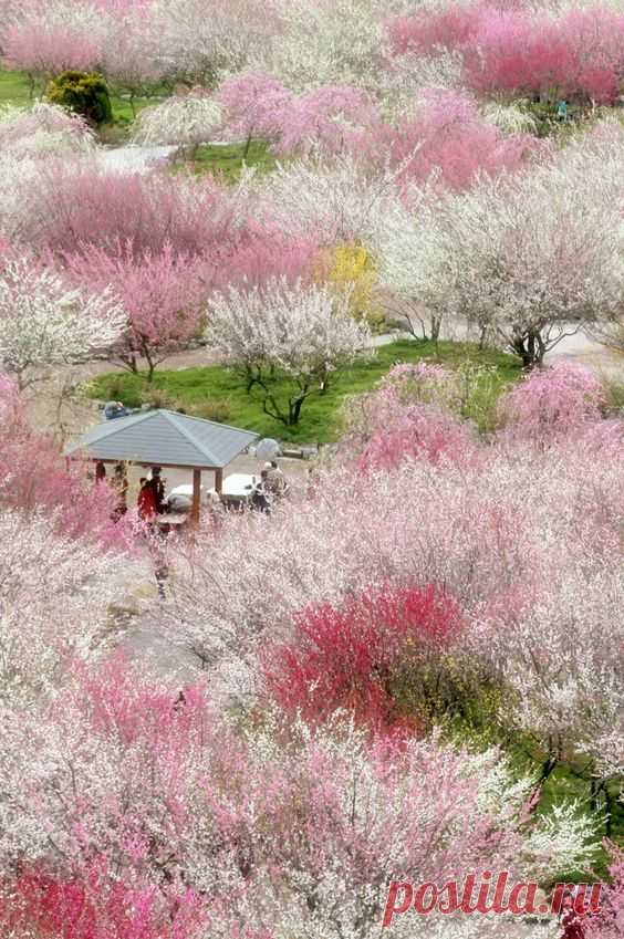 Japan: Cherry blossoms in full bloom at Mount Yoshino, Nara  |  Pinterest • Всемирный каталог идей