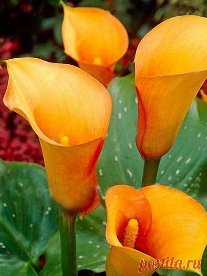 50 шт Калла Лили Семена Сад Балкон Горшечные многолетние цветы Семена Бонсай Айви Цветы