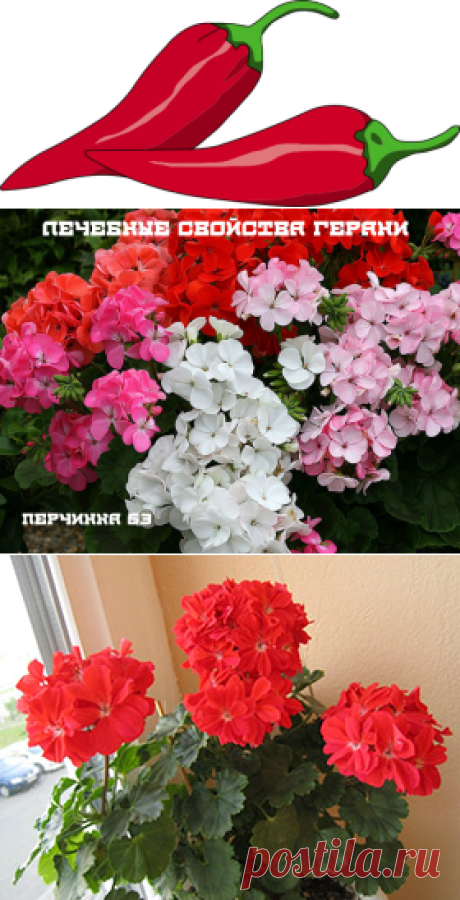 Лечебные свойства герани - Perchinka63