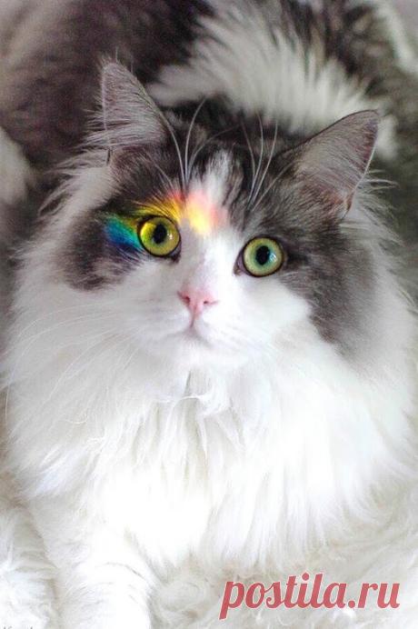 WOA Animal – Google+