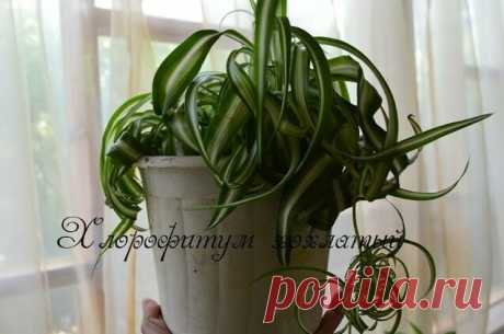 Хлорофитум хохлатый, волнистый.  Как пересадить после покупки? Chlorophytum comosum — Смотреть в Эфире Неприхотливый хлорофитум! Пересадка после покупки! Chlorophytum comosum Замечательный очиститель воздуха, зелёный фильтр - это про хлорофитум. Я пока…