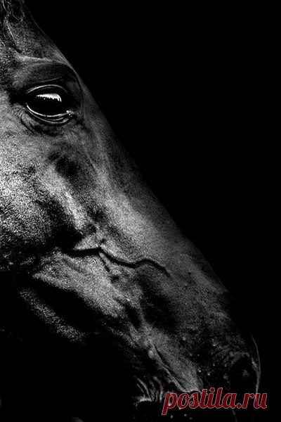 Очарование лошади