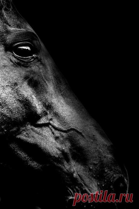 Очарование лошади