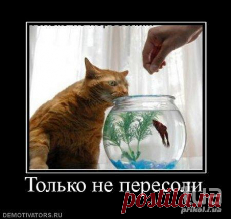 Соус с паприкой | Don Аппетит. Интересный соус с паприкой подходит к мясным и  рыбным блюдам, а так же как заправка ко многим салатам.