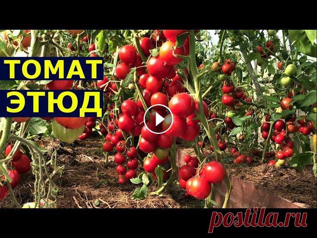 Описание томата ЭТЮД Томат Этюд, описание сорта.Помощь каналу, карта Сбербанка - 4276 3800 7513 3459На канале: Наталья Сморчкова и другие авторы из разных регионов - резул...