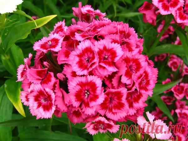 10 растений, цветущих в июне / цветы / 7dach.ru