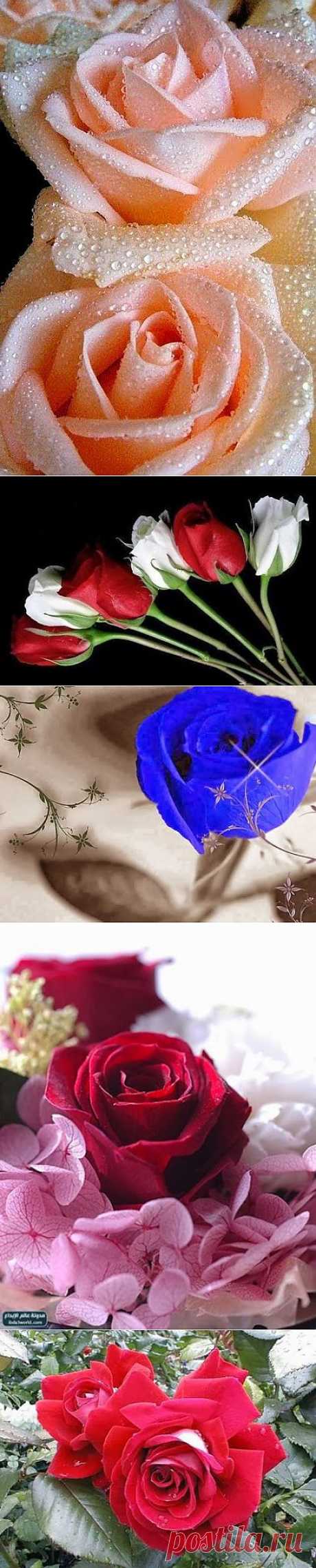 MELİH ŞİMŞEK – Google+