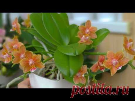 ВНЕСИ ПЕРЕКИСЬ орхидеи! ЧУДЕСА ПЕРЕКИСИ! ДЛЯ ПОЛИВА орхидеи ПЕРЕКИСЬ 3%! ПОЛЬЗА "ГАЗИРОВКИ" орхидеи!