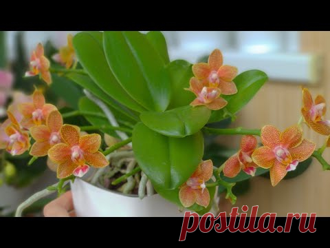 ВНЕСИ ПЕРЕКИСЬ орхидеи! ЧУДЕСА ПЕРЕКИСИ! ДЛЯ ПОЛИВА орхидеи ПЕРЕКИСЬ 3%! ПОЛЬЗА 