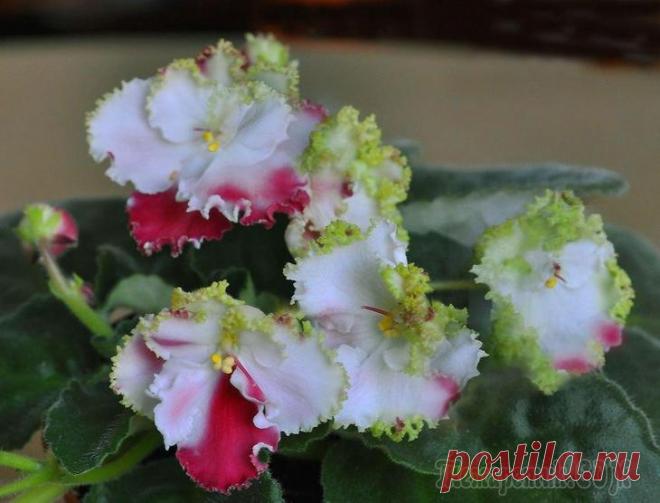 Уход за фиалками зимой