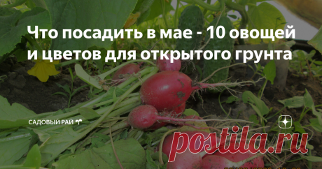Что посадить в мае - 10 овощей и цветов для открытого грунта Культуры которые пора сеять или ещё не поздно!
Приветствую вас на канале «Садовый рай 🌱»!
Сегодня моя публикация будет интересна и полезна дачникам, которые проживают в средней полосе России. Речь пойдет о том, что можно посадить и что ещё не поздно посеять на участке в мае месяце в регионах с умеренно континентальным климатом.
Для начала – важный совет: не спешите с посадкой теплолюбивых