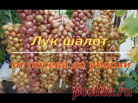 Лук-шалот. От посадки до уборки