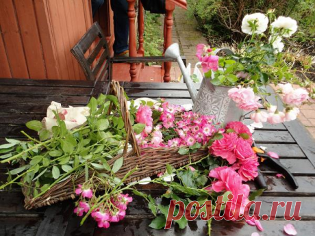 Три способа укрытия роз на зиму: честно о преимуществах и недостатках каждого