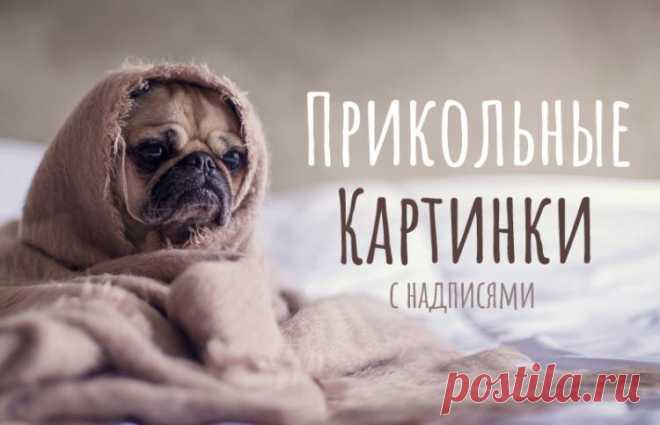 Прикольные картинки с надписями, смешные и ржачные картинки с надписями для поднятия настроения