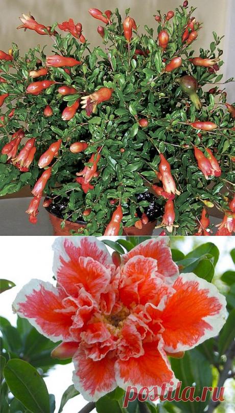 ***ОКОННОЕ ПЛОДОВОДСТВО*** | Записи в рубрике ***ОКОННОЕ ПЛОДОВОДСТВО*** | Дневник DEIZI