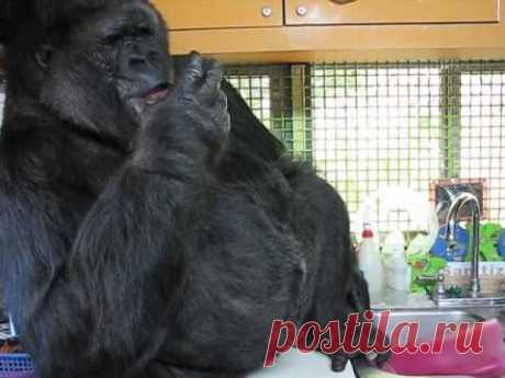 Способны ли человекообразные обезьяны говорить? | Все умницы