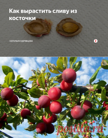 Как вырастить сливу из косточки | Наталья Кудрявцева | Яндекс Дзен