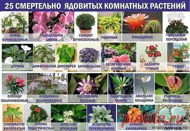 25 смертельно ядовитых комнатных растений