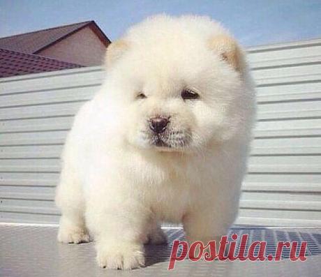 "чИтАй" только не "пЛаЧь'' – Papin Papinyan добавил фотографию в альбом Шедевры. Жми Класс!