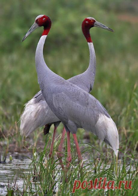 журавли