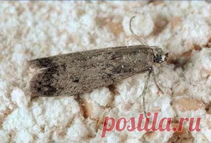 10 НАРОДНЫХ РЕЦЕПТОВ ПРОТИВ ПИЩЕВОЙ МОЛИ