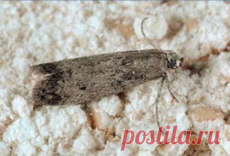 10 НАРОДНЫХ РЕЦЕПТОВ ПРОТИВ ПИЩЕВОЙ МОЛИ