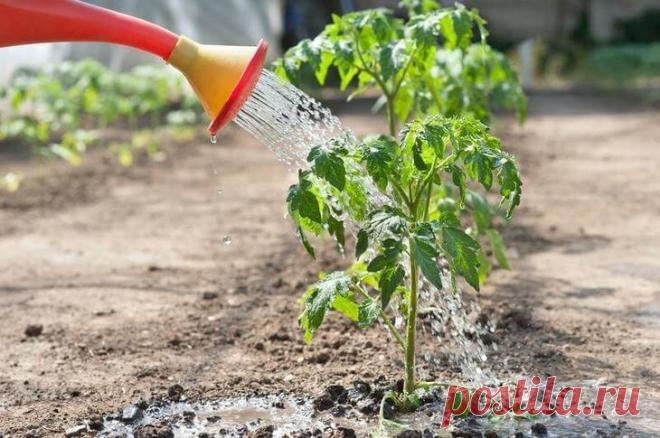 Как правильно поливать томаты в различные периоды развития