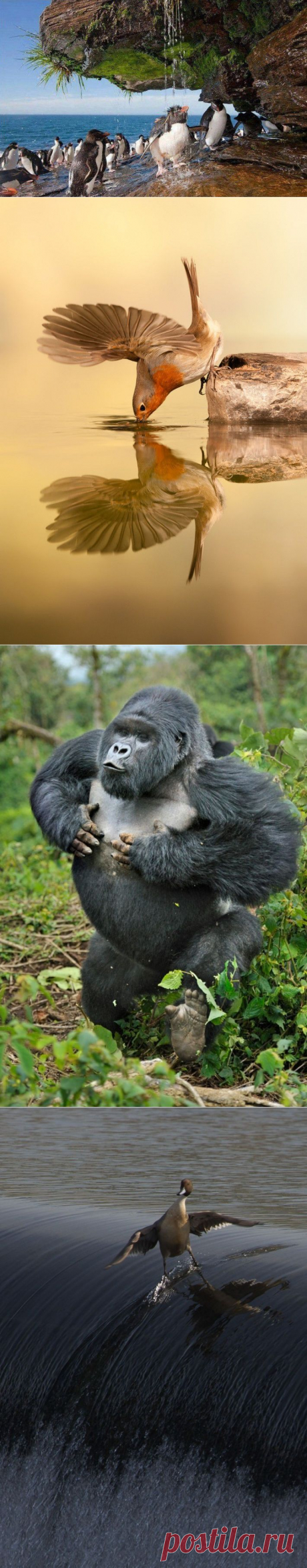 Это точно не фотошоп » RadioNetPlus.ru развлекательный портал