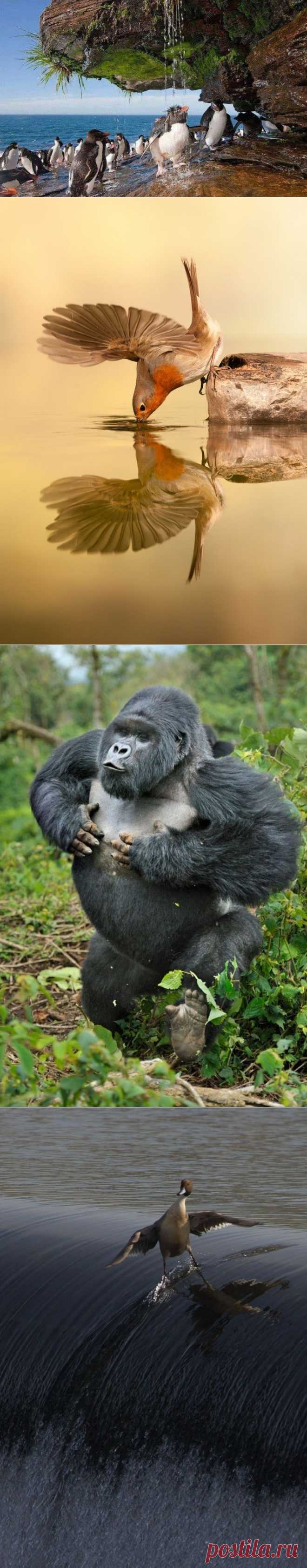 Это точно не фотошоп » RadioNetPlus.ru развлекательный портал