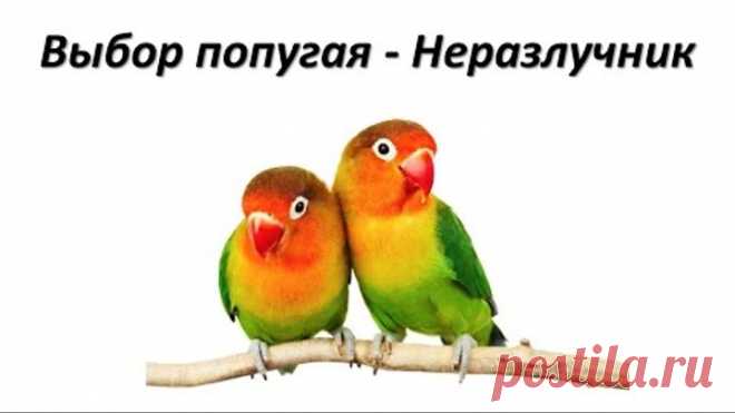 Попугай Неразлучник.  Какого попугая выбрать ?
