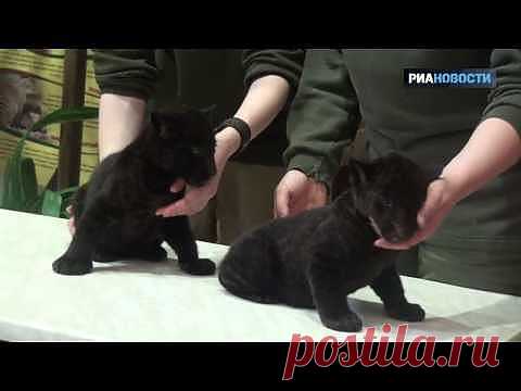 Ленинградский зоопарк показал черных детенышей ягуара..