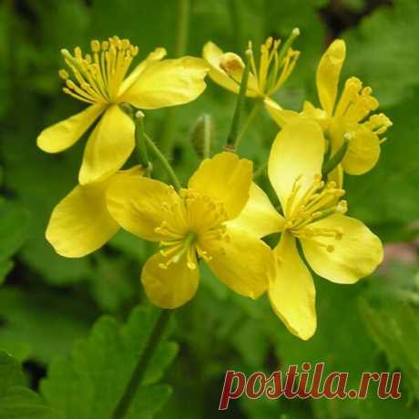 Трава чистотел и ее применение