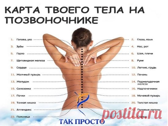 Узнай, как связан позвоночник с другими органами. Причина болей в спине может оказаться сюрпризом.
В позвоночнике человека 24 позвонка и 31 пара нервных окончаний. Каждый из этих позвонков функционально, или рефлекторно, связан с соответствующим органом или системой организма. Проблема в каком-либо органе может привести к хроническим, вялотекущим процессам или к нарушению проводимости нервного импульса в соответствующих зонах их прямой проекции — позвонках.
Карта тела на позвоночнике
Если ты ощу